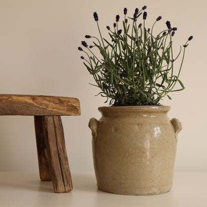 Confit pot - Viola